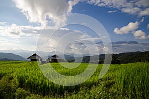 Rice field, Rural mountain view with beautiful landscape