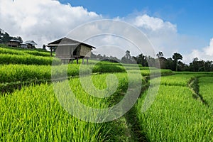 Rice field, Rural mountain view with beautiful landscape
