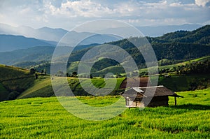 Rice field, Rural mountain view, Beautiful landscape