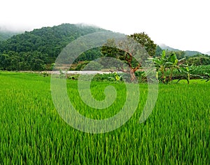 Rice field, Sa Pa, Vietnam photo