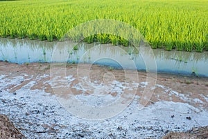 Rice field and saline soil