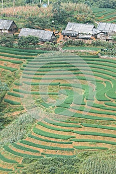 Rice field in Sapa, Vietnam