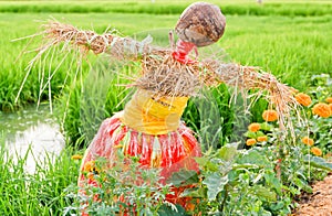 Rice field with scarecrow