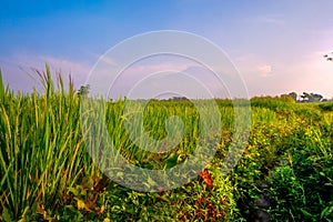 Rice field scenery with mountain background and cloudy blue sky