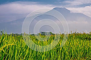 Rice field scenery with mountain background and cloudy blue sky