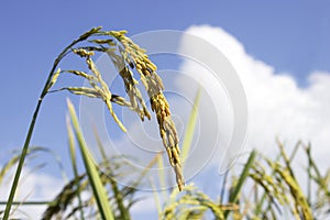 Rice field with seed panicles. Heads are starting to turn as they ripen and mature. Side view with blue sky.