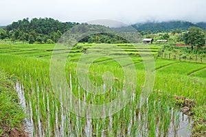 Rice field with shack