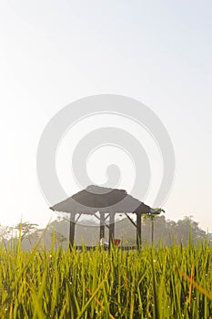Rice Field Shack 3