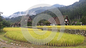 Rice field in Shirakawago in summer, Gifu, Japan