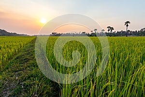 Rice field in Siem Reap, Cambodia Apr 2016