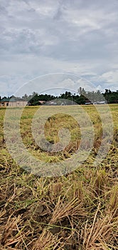 rice field sightings after the rice harvest