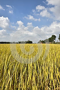 Rice field and sky.