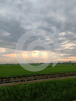 rice field sky in the afternoon