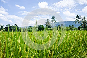 Rice field and sky background with sun rays and the mountain background