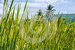 Rice field and sky background with sun rays and the mountain background