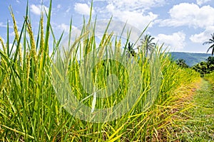 Rice field and sky background with sun rays and the mountain background