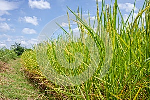 Rice field and sky background with sun rays and the mountain background