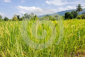 Rice field and sky background with sun rays and the mountain background