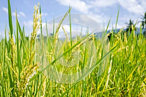 Rice field and sky background with sun rays and the mountain background