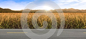 Rice field sky background. Wheat field morning sunrise yellow sunshine