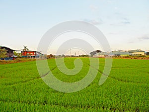 Rice field and sky