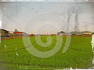 Rice field and sky