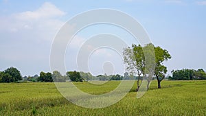 Rice field and sky Simple atmosphere in rural Thailand.