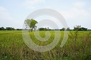 Rice field and sky Simple atmosphere in rural Thailand.