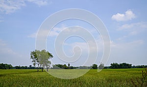 Rice field and sky Simple atmosphere in rural Thailand.