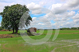 Rice field with small house and tree