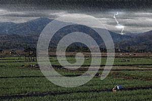 Rice field with small hut when heavy raining day at countryside