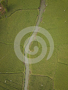 Rice field with small river