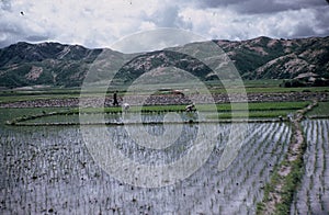 Rice field in South Korea