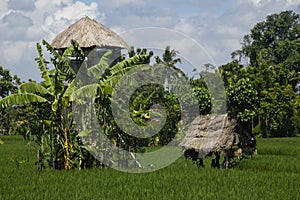 Rice field with spirit's houses.