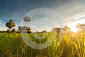 Rice field with sugar palm tree