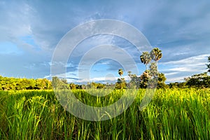 Rice field with sugar palm tree