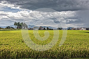 Rice field in summer, Kanazawa, Ishikawa Pre