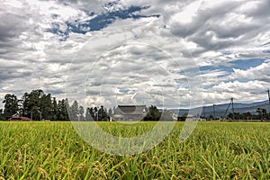 Rice field in summer,Kanazawa, Ishikawa Pre