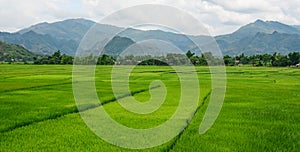 Rice field in Northern Vietnam