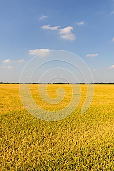 Rice field in summer, Lomellina (Italy) photo