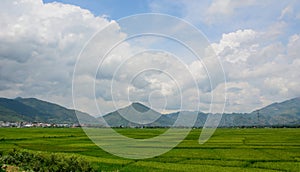 Rice field in Northern Vietnam