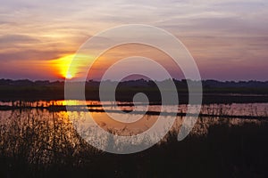 Rice field with sunset