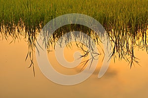 Rice field at sunset