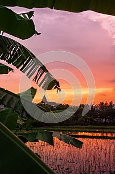 Rice field sunset, Asia