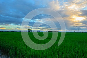 Rice field at sunset, beautiful clouds at sunset, green rice background