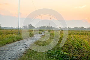 Rice Field at Sunset