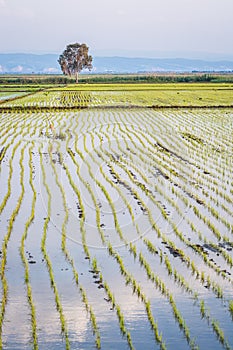 Rice field during sunset with solo tree in back