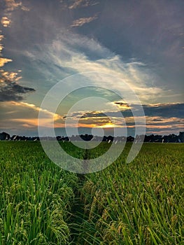 Rice field suunset cloudly landscape