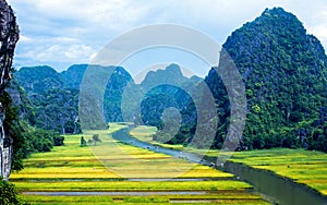 Rice field in Tam Coc