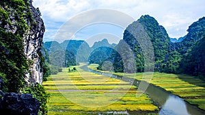 Rice field in Tam Coc